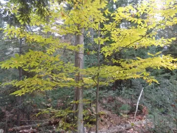 [Hearth.com] Curious what kind of tree this is
