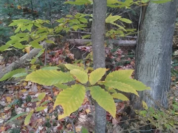 [Hearth.com] Curious what kind of tree this is