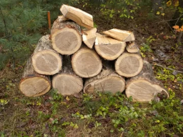 [Hearth.com] Log ID 9, Looks Like I Have Some White Oak Here.