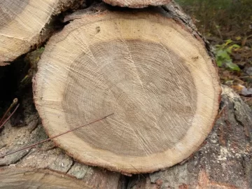 [Hearth.com] Log ID 9, Looks Like I Have Some White Oak Here.