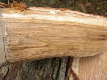 [Hearth.com] Log ID 9, Looks Like I Have Some White Oak Here.