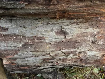 [Hearth.com] Log ID 9, Looks Like I Have Some White Oak Here.