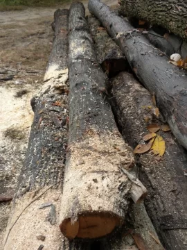 [Hearth.com] Log 10 ID, Have I Got a Red Oak Yet?