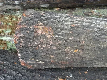 [Hearth.com] Log 10 ID, Have I Got a Red Oak Yet?