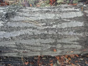 [Hearth.com] Log 10 ID, Have I Got a Red Oak Yet?