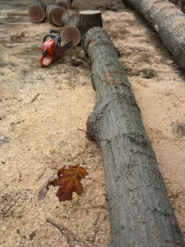 [Hearth.com] Log 10 ID, Have I Got a Red Oak Yet?