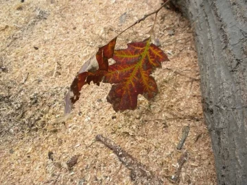 [Hearth.com] Log 10 ID, Have I Got a Red Oak Yet?