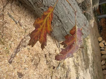 [Hearth.com] Log 10 ID, Have I Got a Red Oak Yet?