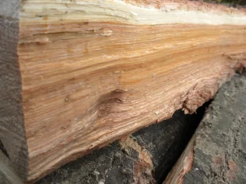 [Hearth.com] Log 10 ID, Have I Got a Red Oak Yet?