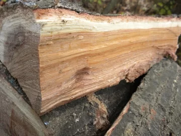[Hearth.com] Log 10 ID, Have I Got a Red Oak Yet?
