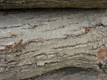[Hearth.com] Log 10 ID, Have I Got a Red Oak Yet?