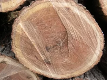 [Hearth.com] Log 10 ID, Have I Got a Red Oak Yet?