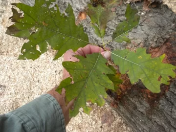 [Hearth.com] Log ID 11, How About Two Red Oaks now?