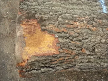 [Hearth.com] Log ID 11, How About Two Red Oaks now?