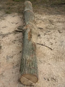 [Hearth.com] Log 12 ID please.  Believe it's an Ash?