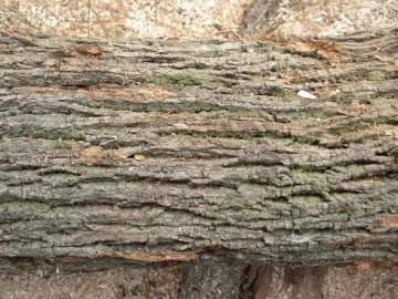 [Hearth.com] Log 12 ID please.  Believe it's an Ash?