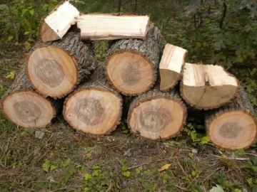[Hearth.com] Log 12 ID please.  Believe it's an Ash?