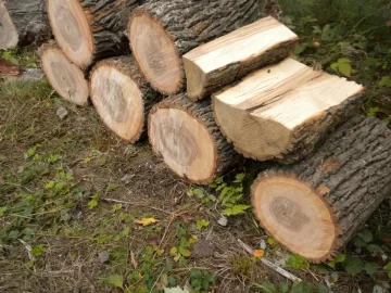 [Hearth.com] Log 12 ID please.  Believe it's an Ash?