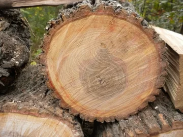 [Hearth.com] Log 12 ID please.  Believe it's an Ash?