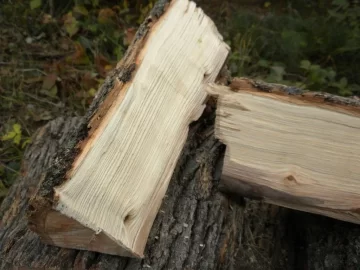 [Hearth.com] Log 12 ID please.  Believe it's an Ash?