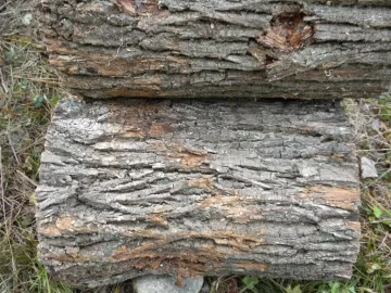 [Hearth.com] Log 12 ID please.  Believe it's an Ash?