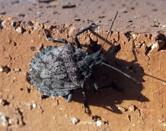 [Hearth.com] Stink Bugs(?!?!)