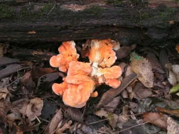 [Hearth.com] Went mushroom hunting