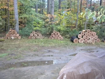 [Hearth.com] Log 10 ID, Have I Got a Red Oak Yet?