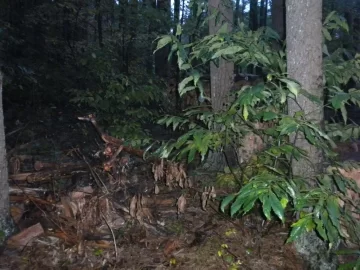 [Hearth.com] Curious what kind of tree this is