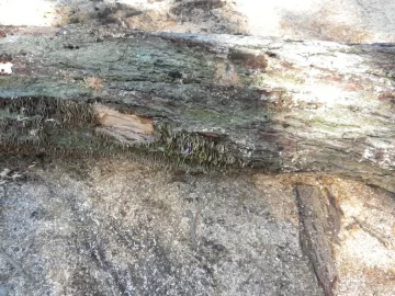 [Hearth.com] Log 15 ID Please, No Clue, Butt Ugly Also!