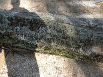 [Hearth.com] Log 15 ID Please, No Clue, Butt Ugly Also!