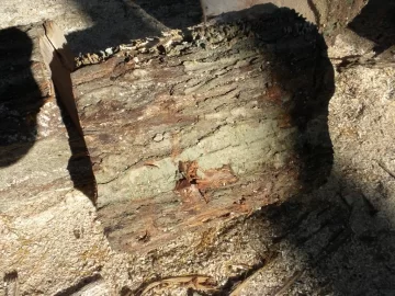 [Hearth.com] Log 15 ID Please, No Clue, Butt Ugly Also!