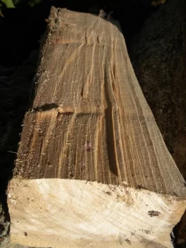 [Hearth.com] Log 15 ID Please, No Clue, Butt Ugly Also!