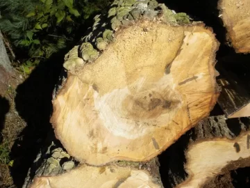 [Hearth.com] Log 15 ID Please, No Clue, Butt Ugly Also!