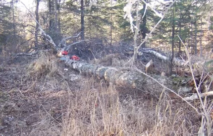 [Hearth.com] Saw Stuck in a big log