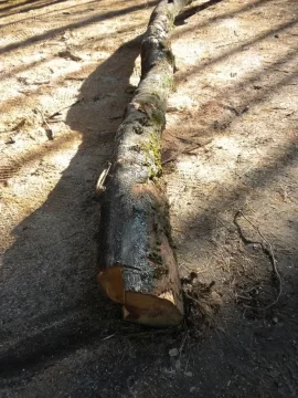 [Hearth.com] Log 18 ID, Looks Like Maple - Sugar, Norway?