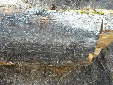 [Hearth.com] Log 18 ID, Looks Like Maple - Sugar, Norway?