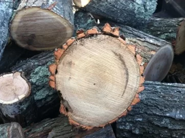 [Hearth.com] Is this locust?