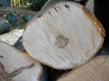[Hearth.com] Log 19 ID Please, Another Hard Maple Maybe?