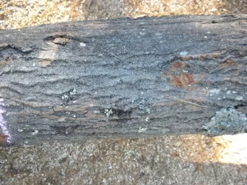 [Hearth.com] Log 20 ID, Maple ?