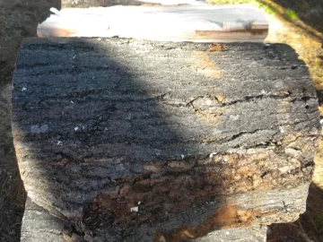 [Hearth.com] Log 20 ID, Maple ?