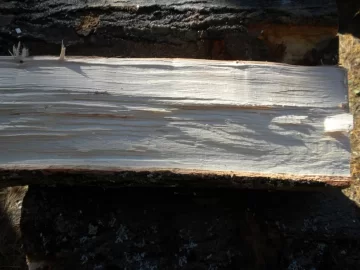 [Hearth.com] Log 20 ID, Maple ?