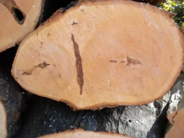 [Hearth.com] Log 20 ID, Maple ?