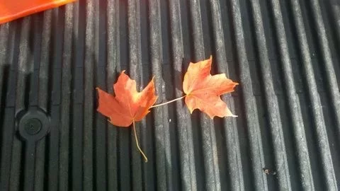[Hearth.com] My first Maple?
