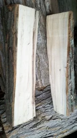 [Hearth.com] My first Maple?