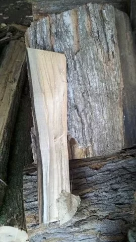 [Hearth.com] My first Maple?