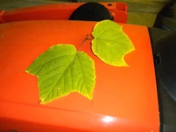 [Hearth.com] ID By Leaf?