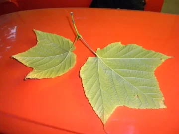 [Hearth.com] ID By Leaf?
