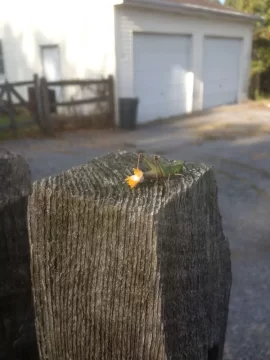 [Hearth.com] What IS this little guy doing?