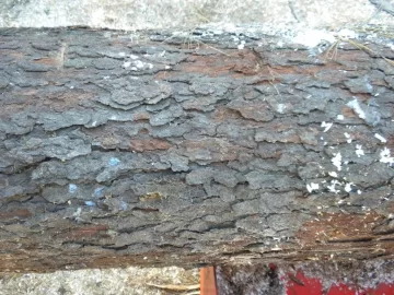 [Hearth.com] Log ID 21, I Got Me A Cherry! My First One Too!!
